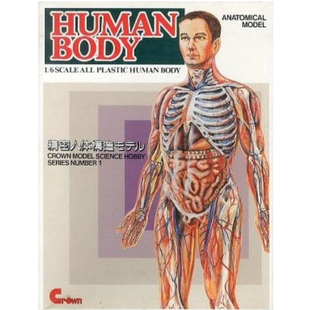 [PTM]1/6 HUMAN BODY 精密人体構造モデル [90002] クラウンモデル(Crown) プラモデル
