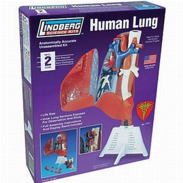 [PTM]1/1 人体模型パーツ肺(専用スタンド付)[LN71311] プラッツ プラモデル