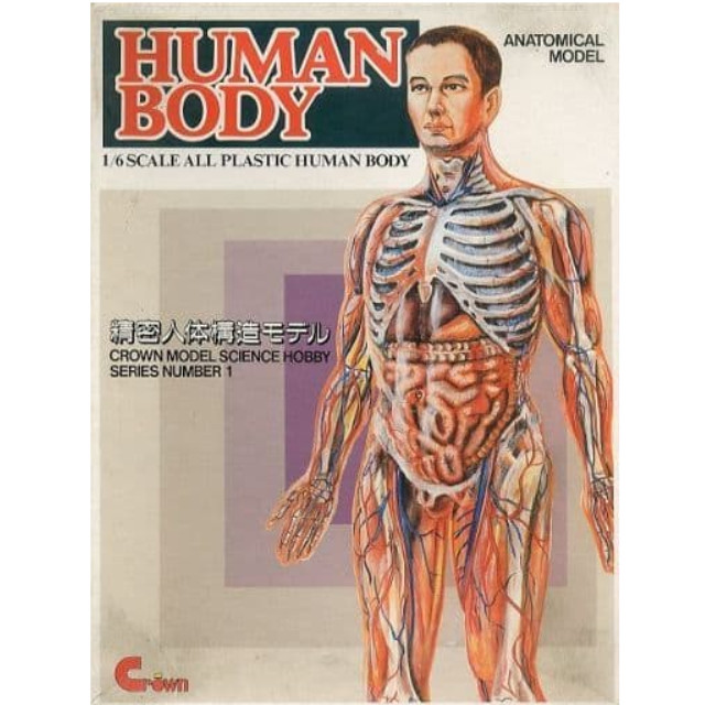 [PTM]1/6 HUMAN BODY 精密人体構造モデル 「SCIENCE HOBBY SERIES No.1」 [90002] クラウンモデル(Crown) プラモデル