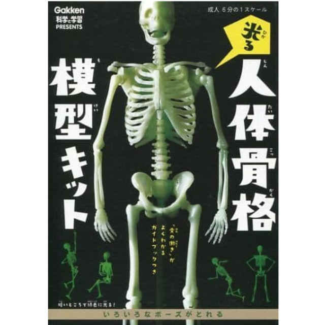 [PTM]1/6 光る人体骨格模型キット [1575036600] 学研 プラモデル