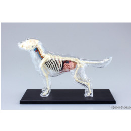 [FIG]立体パズル No.12 4D VISION 動物解剖モデル 犬解剖スケルトンモデル 完成品 フィギュア スカイネット(アオシマ)