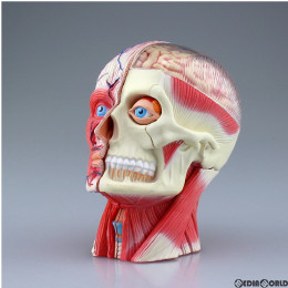 [FIG]立体パズル No.11 4D VISION 人体解剖モデル 頭部断面解剖モデル 完成品 フィギュア スカイネット(アオシマ)