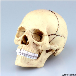 [FIG]立体パズル No.23 4D VISION 人体解剖モデル 1/2 頭蓋骨解剖モデル 完成品 フィギュア スカイネット(アオシマ)
