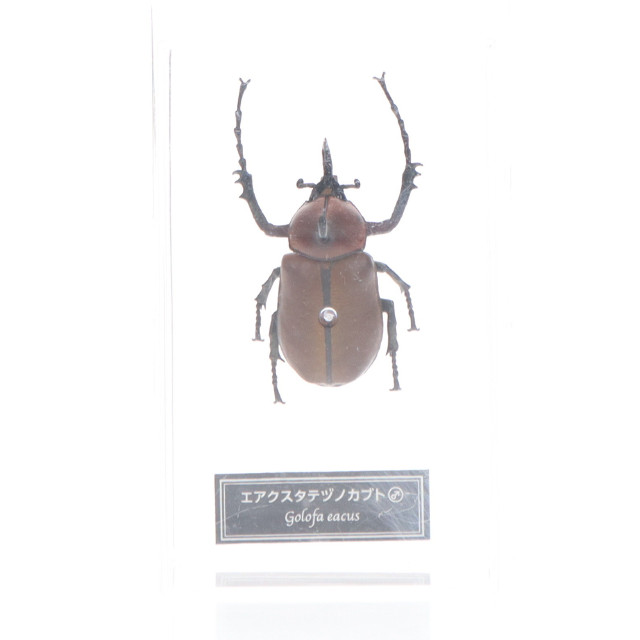 [FIG]エアクスタテヅノカブト(雄) 「世界の昆虫 DATA BOOK 第60号」 付録 フィギュア デアゴスティーニ・ジャパン